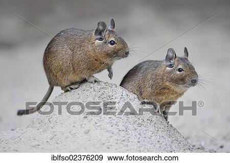 "Common Degus or Brush-tailed rats (Octodon degus), Central Chile species, captive, Thuringia, Germany, Europe, PublicGround, Europe" View Large Photo Image Stock Photo - "Common Degus or Brush-tailed rats (Octodon degus), Central Chile species, captive, Thuringia, Germany, Europe, PublicGround, Europe". Fotosearch