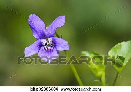 "Common Dog Violet (Viola riviniana), close-up of flower, growing in woodland, near Hale, Cumbria, England, United Kingdom, Europe" View Large Photo Image Picture - "Common Dog Violet (Viola riviniana), close-up of flower, growing in woodland, near Hale, Cumbria, England, United Kingdom, Europe". Fotosearch