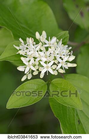 "Common dogwood (Cornus sanguinea) flowers, North Rhine-Westphalia, Germany, Europe" View Large Photo Image Stock Image - "Common dogwood (Cornus sanguinea) flowers, North Rhine-Westphalia, Germany, Europe". Fotosearch
