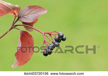 "Common Dogwood (Cornus sanguinea), branch with fruits and leaves in autumn, North Rhine-Westphalia, Germany, Europe" View Large Photo Image Stock Photograph - "Common Dogwood (Cornus sanguinea), branch with fruits and leaves in autumn, North Rhine-Westphalia, Germany, Europe". Fotosearch