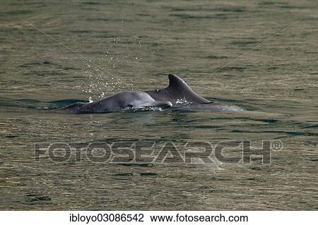 "Common dolphins (Delphinus delphis), Fjords or Khor of Musandam, Musandam, Oman, Asia" View Large Photo Image Stock Image - "Common dolphins (Delphinus delphis), Fjords or Khor of Musandam, Musandam, Oman, Asia". Fotosearch