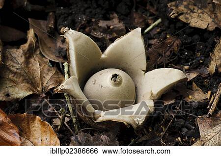 Stock Photograph - "Common Earth-star (Geastrum triplex), fruiting body, growing amongst leaf litter, Clumber Park, Nottinghamshire, England, United Kingdom, Europe". Fotosearch