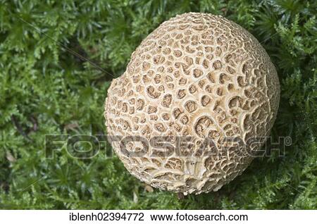"Common earthball, pigskin poison puffball or common earth ball (Scleroderma citrinum), Tinner Loh, Haren, Emsland region, Lower Saxony, Germany, Europe" View Large Photo Image Stock Image - "Common earthball, pigskin poison puffball or common earth ball (Scleroderma citrinum), Tinner Loh, Haren, Emsland region, Lower Saxony, Germany, Europe". Fotosearch