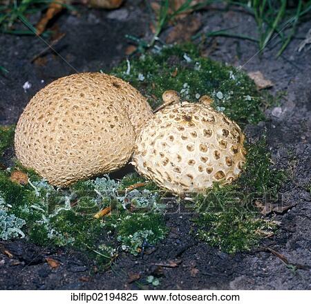"Common earthball, Pigskin poison puffball, or Common earth ball (Scleroderma citrinum)" View Large Photo Image Stock Photography - "Common earthball, Pigskin poison puffball, or Common earth ball (Scleroderma citrinum)". Fotosearch