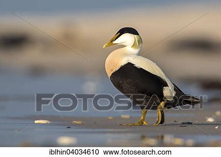 "Common Eider (Somateria mollissima), drake, North Sea, Wadden Sea, Heligoland, Schleswig-Holstein, Germany, Europe" View Large Photo Image Stock Image - "Common Eider (Somateria mollissima), drake, North Sea, Wadden Sea, Heligoland, Schleswig-Holstein, Germany, Europe". Fotosearch