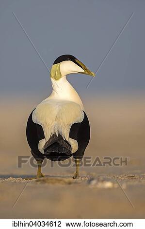 "Common Eider (Somateria mollissima), drake, North Sea, Wadden Sea, Heligoland, Schleswig-Holstein, Germany, Europe" View Large Photo Image Stock Image - "Common Eider (Somateria mollissima), drake, North Sea, Wadden Sea, Heligoland, Schleswig-Holstein, Germany, Europe". Fotosearch