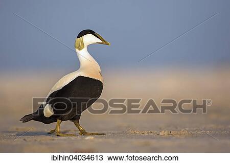 Stock Image - "Common Eider (Somateria mollissima), drake, North Sea, Wadden Sea, Heligoland, Schleswig-Holstein, Germany, Europe". Fotosearch