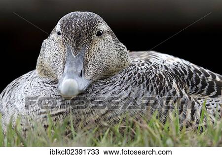 "Common Eider (Somateria mollissima), brooding female, Longyearbyen, Spitsbergen, Svalbard, Norway, Europe" View Large Photo Image Stock Image - "Common Eider (Somateria mollissima), brooding female, Longyearbyen, Spitsbergen, Svalbard, Norway, Europe". Fotosearch