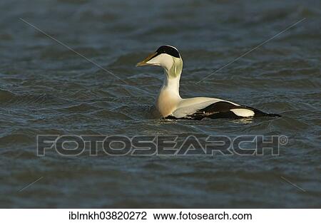 "Common Eider (Somateria mollissima), Amrum, North Frisian Islands, Schleswig-Holstein, Germany, Europe" View Large Photo Image Stock Image - "Common Eider (Somateria mollissima), Amrum, North Frisian Islands, Schleswig-Holstein, Germany, Europe". Fotosearch