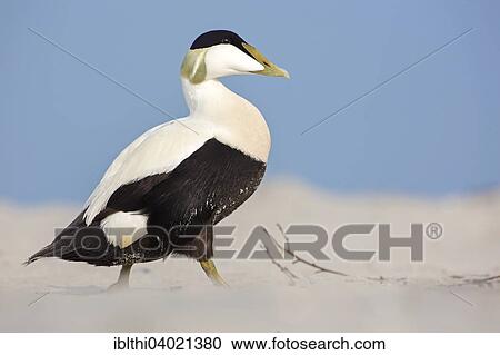 "Common Eider (Somateria mollissima), drake, Wadden Sea, Heligoland, Germany, Europe" View Large Photo Image Stock Image - "Common Eider (Somateria mollissima), drake, Wadden Sea, Heligoland, Germany, Europe". Fotosearch