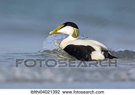 "Common Eider (Somateria mollissima) drake, North Sea, Heligoland, Germany, Europe" View Large Photo Image Stock Image - "Common Eider (Somateria mollissima) drake, North Sea, Heligoland, Germany, Europe". Fotosearch