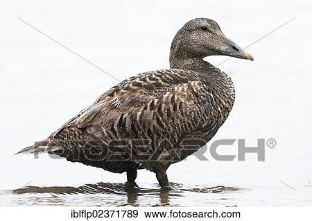 Stock Photo - "Common Eider (Somateria mollissima), adult female, standing in sea, Seahouses, Northumberland, England, United Kingdom, Europe". Fotosearch