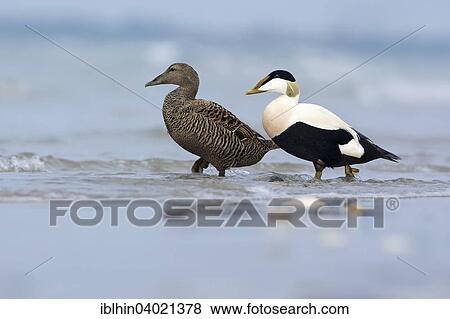 "Common Eider (Somateria mollissima), female, drake, couple, Wadden Sea, Heligoland, Germany, Europe" View Large Photo Image Stock Photo - "Common Eider (Somateria mollissima), female, drake, couple, Wadden Sea, Heligoland, Germany, Europe". Fotosearch
