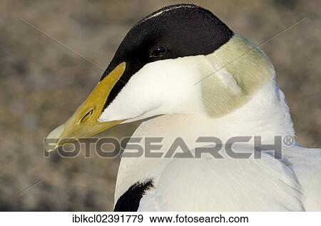 "Common Eider (Somateria mollissima), male in breeding plumage, portrait, Longyearbyen, Spitsbergen, Svalbard, Norway, Europe" View Large Photo Image Stock Photo - "Common Eider (Somateria mollissima), male in breeding plumage, portrait, Longyearbyen, Spitsbergen, Svalbard, Norway, Europe". Fotosearch