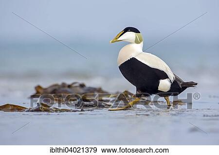 "Common Eider (Somateria mollissima), drake, Wadden Sea, Heligoland, Germany, Europe" View Large Photo Image Stock Photo - "Common Eider (Somateria mollissima), drake, Wadden Sea, Heligoland, Germany, Europe". Fotosearch
