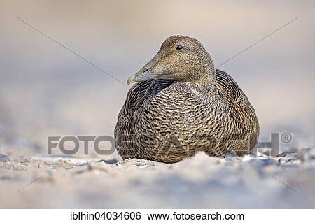 Stock Photograph - "Common Eider (Somateria mollissima), female, Heligoland, Schleswig-Holstein, Germany, Europe". Fotosearch