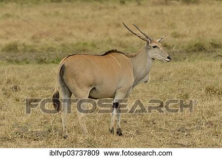 "Common eland (Oryx taurotragus), Massai Mara, Serengeti, Rift Valley province, Kenya, Africa" View Large Photo Image Stock Photo - "Common eland (Oryx taurotragus), Massai Mara, Serengeti, Rift Valley province, Kenya, Africa". Fotosearch