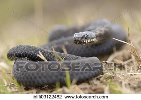 "Common European Adder or Common European Viper (Vipera berus), male, lying curled up with its head raised in dry grass, Venn, Overijssel, The Netherlands, Europe" View Large Photo Image Stock Image - "Common European Adder or Common European Viper (Vipera berus), male, lying curled up with its head raised in dry grass, Venn, Overijssel, The Netherlands, Europe". Fotosearch