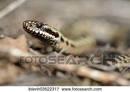 "Common European Adder or Common European Viper (Vipera berus), Haren, Emsland, Lower Saxony, Germany, Europe" View Large Photo Image Stock Photo - "Common European Adder or Common European Viper (Vipera berus), Haren, Emsland, Lower Saxony, Germany, Europe". Fotosearch