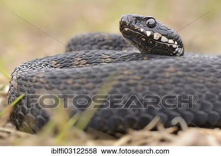 Stock Photo - "Common European Adder or Common European Viper (Vipera berus), male, lying curled up in dry grass, Venn, Overijssel, The Netherlands, Europe". Fotosearch