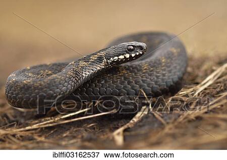 "Common European Adder or Common European Viper (Vipera berus), male, lying in the dry grass, Overijssel, The Netherlands, Europe" View Large Photo Image Stock Photo - "Common European Adder or Common European Viper (Vipera berus), male, lying in the dry grass, Overijssel, The Netherlands, Europe". Fotosearch