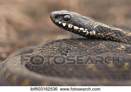 "Common European Adder or Common European Viper (Vipera berus), male, Overijssel, The Netherlands, Europe" View Large Photo Image Stock Photograph - "Common European Adder or Common European Viper (Vipera berus), male, Overijssel, The Netherlands, Europe". Fotosearch