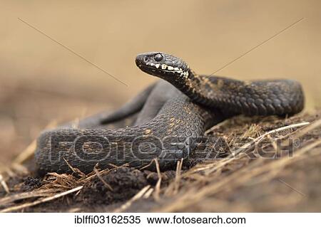 "Common European Adder or Common European Viper (Vipera berus), male, lying in the dry grass, Overijssel, The Netherlands, Europe" View Large Photo Image Stock Photography - "Common European Adder or Common European Viper (Vipera berus), male, lying in the dry grass, Overijssel, The Netherlands, Europe". Fotosearch