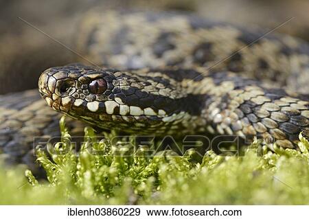"Common European Adder (Vipera berus), Lower Saxony, Germany, Europe" View Large Photo Image Stock Photo - "Common European Adder (Vipera berus), Lower Saxony, Germany, Europe". Fotosearch