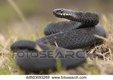 "Common European Adder (Vipera berus), male lying wound up in dry grass, lifting his head threateningly, The Netherlands, Europe" View Large Photo Image Stock Photo - "Common European Adder (Vipera berus), male lying wound up in dry grass, lifting his head threateningly, The Netherlands, Europe". Fotosearch