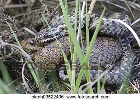 "Common European Adders or Common European Vipers (Vipera berus), Niederlangen, Emsland, Lower Saxony, Germany, Europe" View Large Photo Image Stock Photograph - "Common European Adders or Common European Vipers (Vipera berus), Niederlangen, Emsland, Lower Saxony, Germany, Europe". Fotosearch