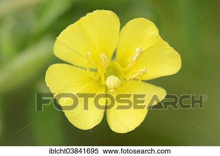 "Common Evening Primrose (Oenothera biennis), flower, North Rhine-Westphalia, Germany, Europe" View Large Photo Image Stock Photography - "Common Evening Primrose (Oenothera biennis), flower, North Rhine-Westphalia, Germany, Europe". Fotosearch