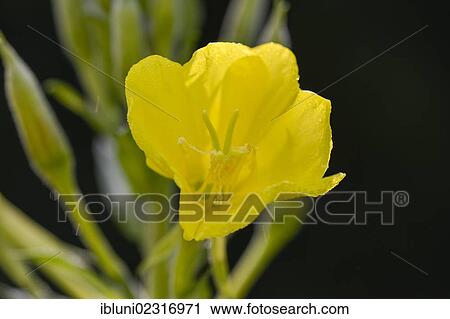 Common Evening Primrose or Evening Star (Oenothera biennis) View Large Photo Image Stock Image - Common Evening Primrose or Evening Star (Oenothera biennis). Fotosearch