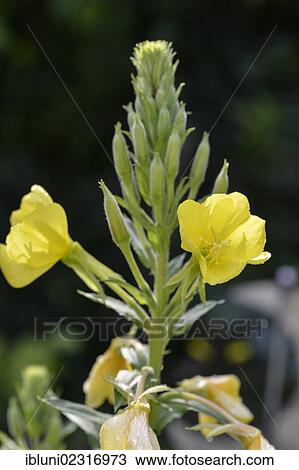 Stock Image - Common Evening Primrose or Evening Star (Oenothera biennis). Fotosearch