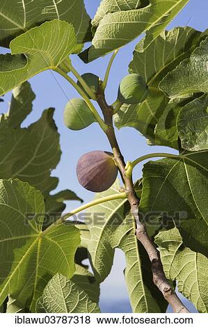 Common figs (Ficus carica) on the branch View Large Photo Image Stock Photo - Common figs (Ficus carica) on the branch. Fotosearch