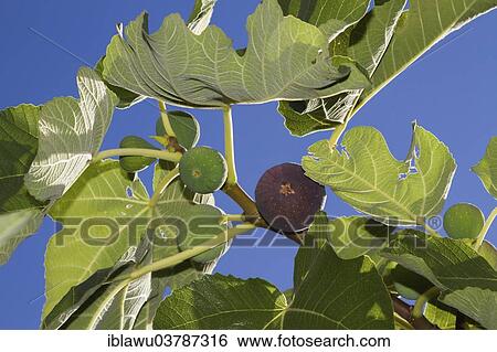 Common figs (Ficus carica) on the branch View Large Photo Image Stock Photograph - Common figs (Ficus carica) on the branch. Fotosearch