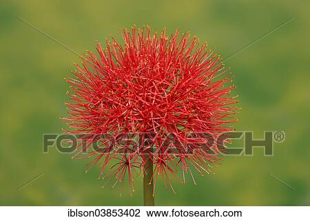 "Common Fireball or Monsoon Lily (Scadoxus multiflorus) flower, Germany, Europe" View Large Photo Image Stock Image - "Common Fireball or Monsoon Lily (Scadoxus multiflorus) flower, Germany, Europe". Fotosearch