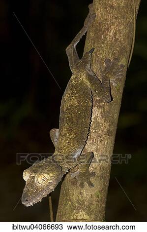 "Common Flat-tail Gecko (Uroplatus fimbriatus) with regrowing tail, Nosy Mangabe, northeastern Madagascar, Madagascar, Africa" View Large Photo Image Stock Image - "Common Flat-tail Gecko (Uroplatus fimbriatus) with regrowing tail, Nosy Mangabe, northeastern Madagascar, Madagascar, Africa". Fotosearch