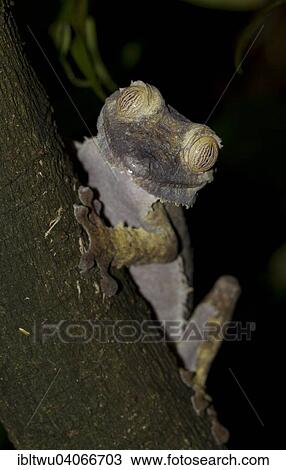 "Common Flat-tail Gecko (Uroplatus fimbriatus), Nosy Mangabe, northeastern Madagascar, Madagascar, Africa" View Large Photo Image Stock Image - "Common Flat-tail Gecko (Uroplatus fimbriatus), Nosy Mangabe, northeastern Madagascar, Madagascar, Africa". Fotosearch