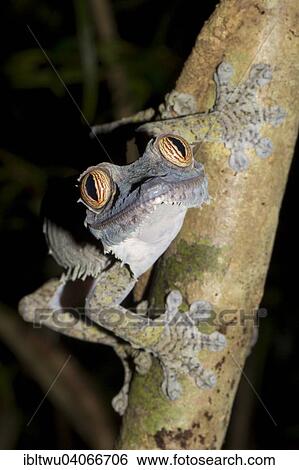 "Common Flat-tail Gecko (Uroplatus fimbriatus), Nosy Mangabe, northeastern Madagascar, Madagascar, Africa" View Large Photo Image Stock Photograph - "Common Flat-tail Gecko (Uroplatus fimbriatus), Nosy Mangabe, northeastern Madagascar, Madagascar, Africa". Fotosearch