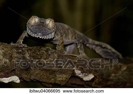 "Common Flat-tail Gecko (Uroplatus fimbriatus), Nosy Mangabe, northeastern Madagascar, Madagascar, Africa" View Large Photo Image Stock Photography - "Common Flat-tail Gecko (Uroplatus fimbriatus), Nosy Mangabe, northeastern Madagascar, Madagascar, Africa". Fotosearch