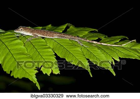 "Common Forest Anole (Anolis Trachyderma) in its natural habitat, Tambopata Nature Reserve, Madre de Dios Region, Peru, South America" View Large Photo Image Stock Photo - "Common Forest Anole (Anolis Trachyderma) in its natural habitat, Tambopata Nature Reserve, Madre de Dios Region, Peru, South America". Fotosearch