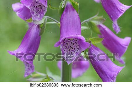 "Common Foxglove (Digitalis purpurea), close-up of flowers, Chipping, Lancashire, England, United Kingdom, Europe" View Large Photo Image Stock Image - "Common Foxglove (Digitalis purpurea), close-up of flowers, Chipping, Lancashire, England, United Kingdom, Europe". Fotosearch
