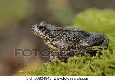 "Common Frog or European Common Frog (Rana temporaria), North Rhine-Westphalia, Germany, Europe" View Large Photo Image Stock Photograph - "Common Frog or European Common Frog (Rana temporaria), North Rhine-Westphalia, Germany, Europe". Fotosearch