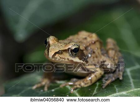 "Common Frog or European Frog (Rana temporaria), Styria, Austria, Europe" View Large Photo Image Stock Image - "Common Frog or European Frog (Rana temporaria), Styria, Austria, Europe". Fotosearch
