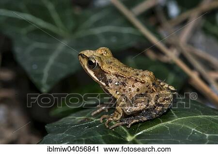 "Common Frog or European Frog (Rana temporaria), Styria, Austria, Europe" View Large Photo Image Stock Image - "Common Frog or European Frog (Rana temporaria), Styria, Austria, Europe". Fotosearch