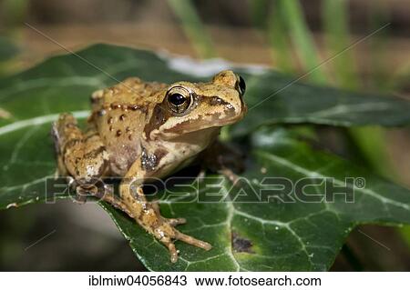 "Common Frog or European Frog (Rana temporaria), Styria, Austria, Europe" View Large Photo Image Stock Image - "Common Frog or European Frog (Rana temporaria), Styria, Austria, Europe". Fotosearch