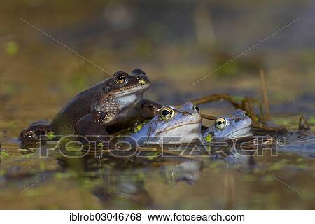 "Common Frog (Rana temporaria) and Moor Frogs (Rana arvalis) during mating season, Feldberg Lake District, Mecklenburg-Western Pomerania, Germany, Europe" View Large Photo Image Stock Photo - "Common Frog (Rana temporaria) and Moor Frogs (Rana arvalis) during mating season, Feldberg Lake District, Mecklenburg-Western Pomerania, Germany, Europe". Fotosearch