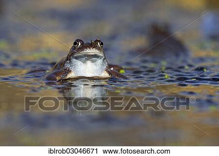 "Common Frog (Rana temporaria), male during mating season amidst spawn, Feldberg Lake District, Mecklenburg-Western Pomerania, Germany, Europe" View Large Photo Image Stock Image - "Common Frog (Rana temporaria), male during mating season amidst spawn, Feldberg Lake District, Mecklenburg-Western Pomerania, Germany, Europe". Fotosearch