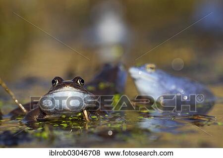 "Common Frog (Rana temporaria), male during mating season, Feldberg Lake District, Mecklenburg-Western Pomerania, Germany, Europe" View Large Photo Image Stock Photo - "Common Frog (Rana temporaria), male during mating season, Feldberg Lake District, Mecklenburg-Western Pomerania, Germany, Europe". Fotosearch