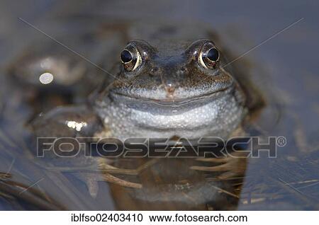 "Common Frog (Rana temporaria), portrait, Black Moor, Rhoen, Bavaria, Germany, Europe" View Large Photo Image Stock Image - "Common Frog (Rana temporaria), portrait, Black Moor, Rhoen, Bavaria, Germany, Europe". Fotosearch